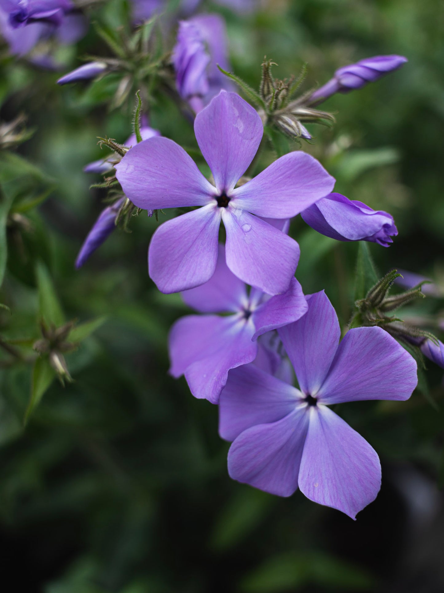 Phlox Blue Moon