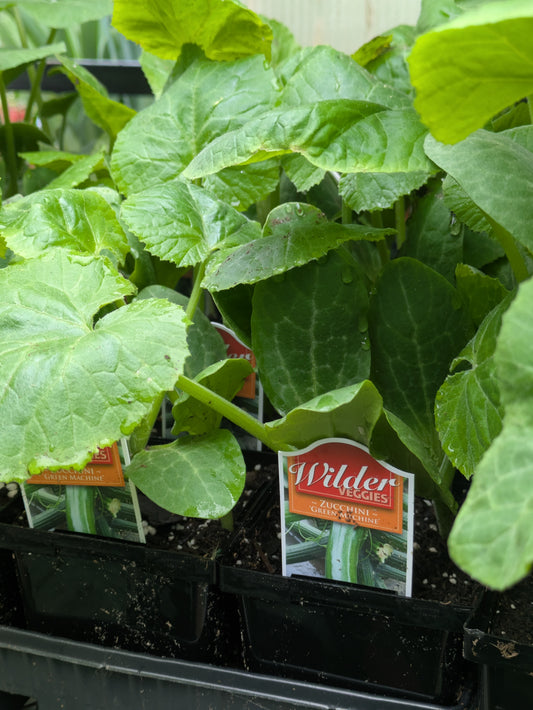 Wilders 3.5' Squash Gr Machine Zucchini