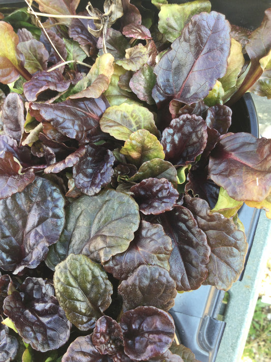 Ajuga Black Scallop quart