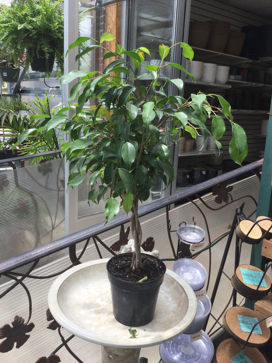 6' Ficus Braid