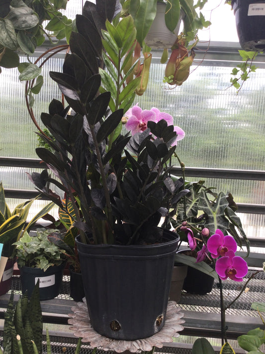 Black ZZ plant 10'