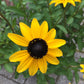 Rudbeckia fulgida 1g