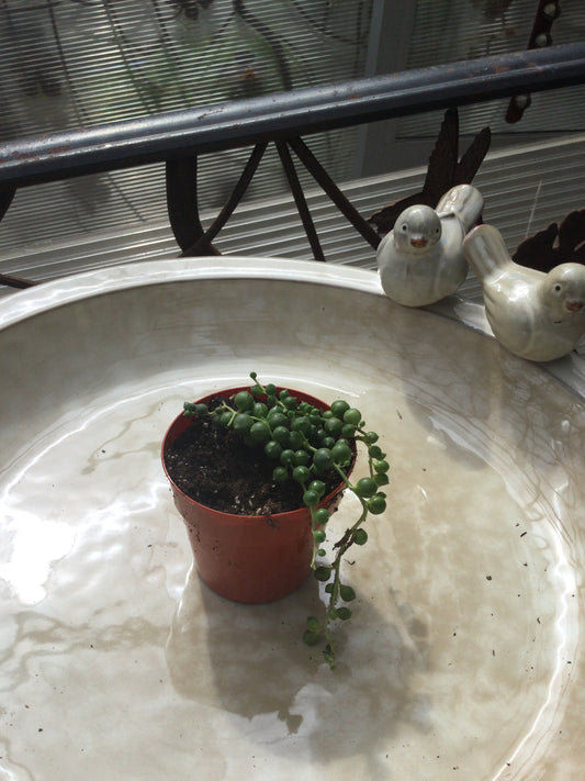 string of pearls 3'