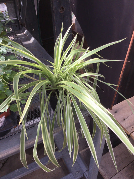 4' spider plant
