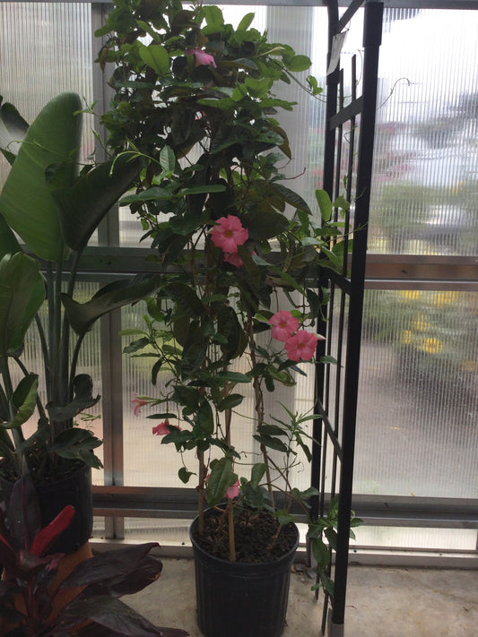 12' Mandevilla Teepee