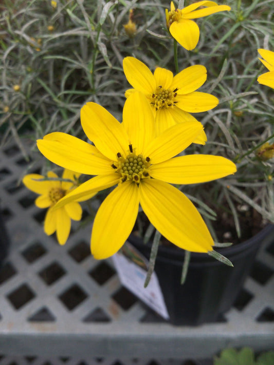 Coreopsis Zagreb 1g