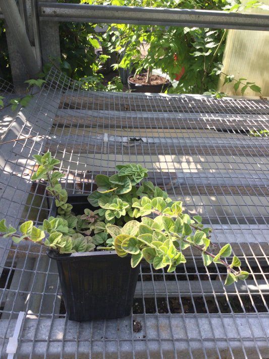 Wilders 3.5' Oregano Greek