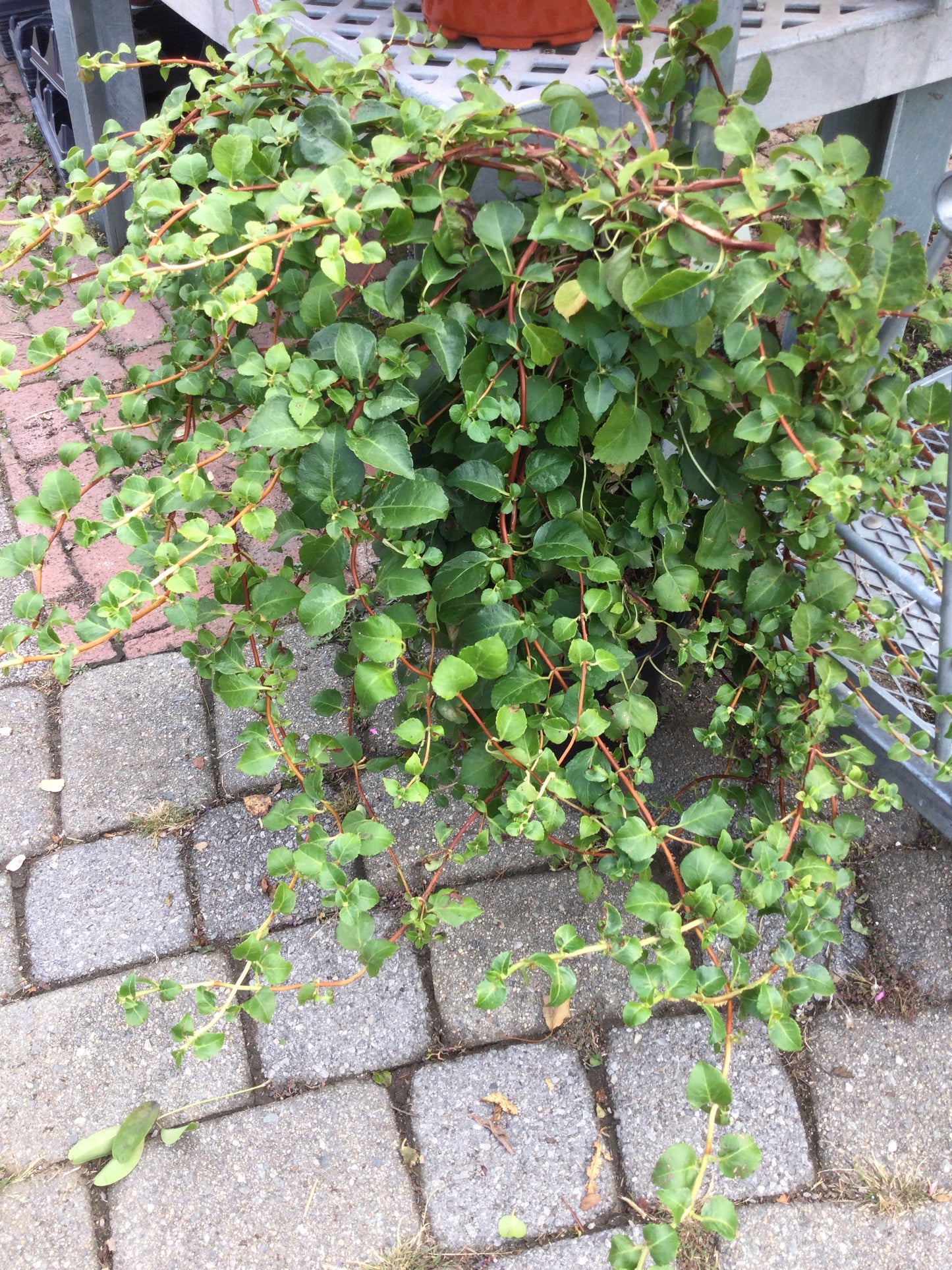 Climbing Hydrangea 2gal