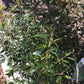 Ilex Glabra Gem Box 3g