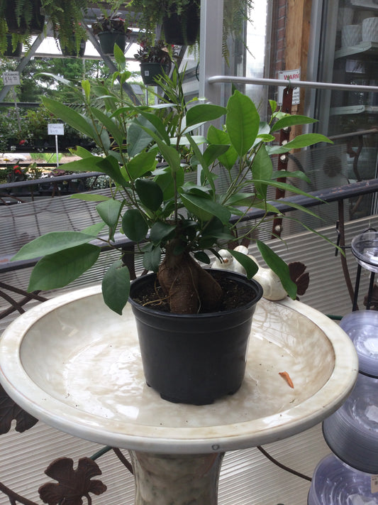 Ficus Ginseng 6"