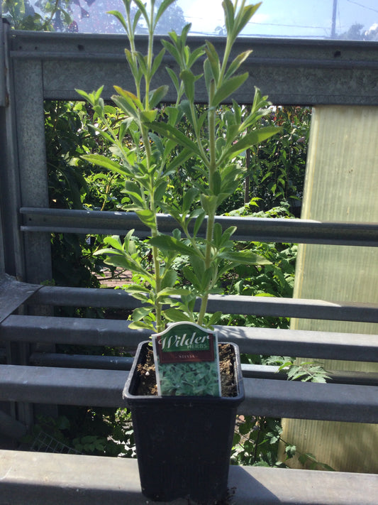 Wilders 3.5' Stevia