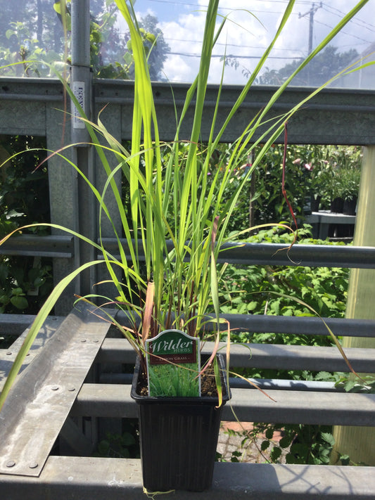 Wilders 3.5" Lemon Grass