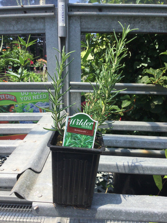 4' Rosemary