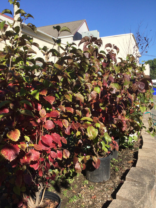 Viburnum Dentatum 3g