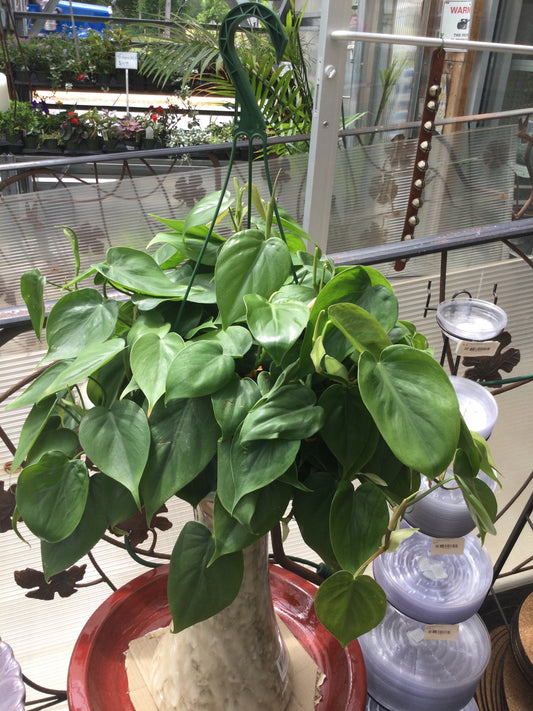 8" hanging Pothos