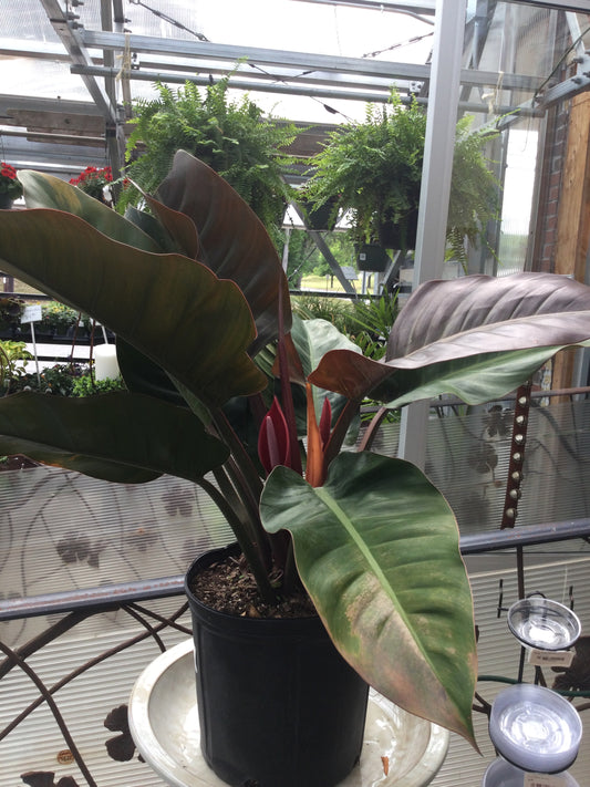 Philodendron Hybrid 10"