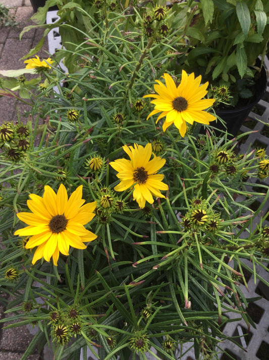 Helianthus Autumn Gold 1g