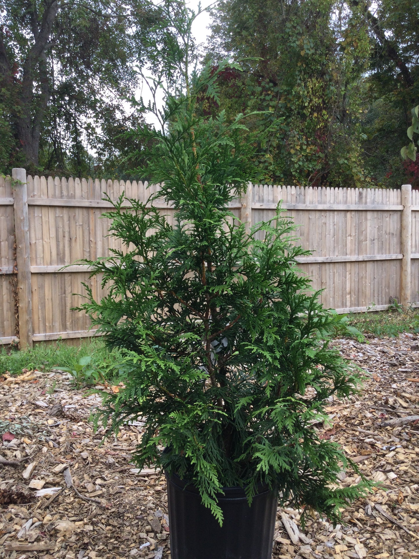 Thuja plicata Green Giant 3 gal