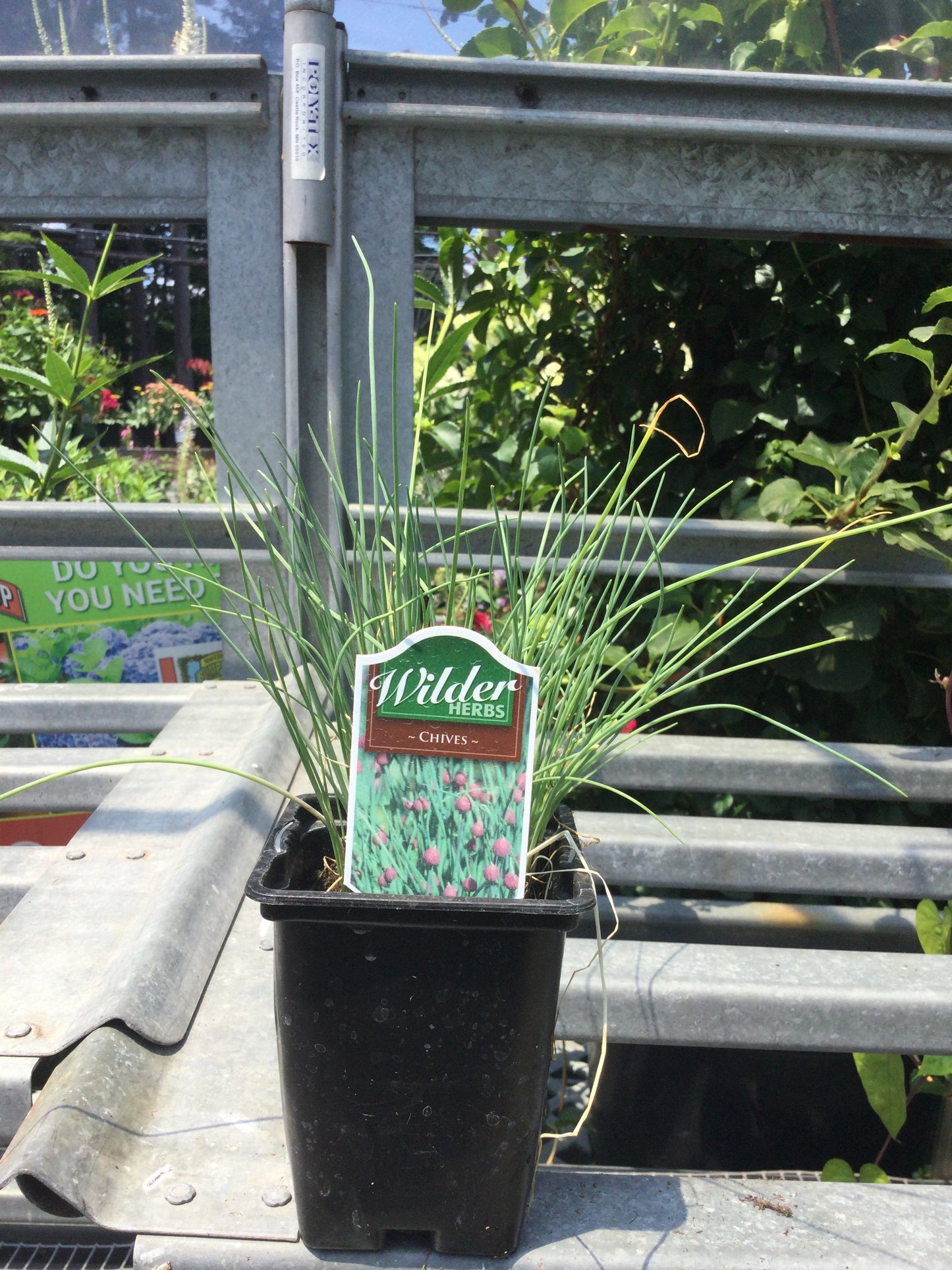 Wilder 3.5" Chives