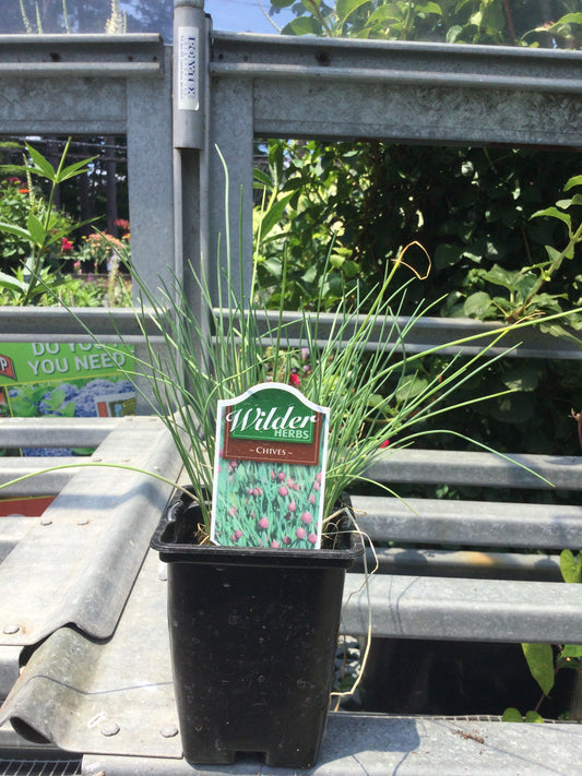 Wilder 3.5" Chives