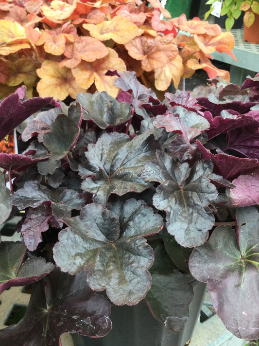 Heuchera Obsidian 1g