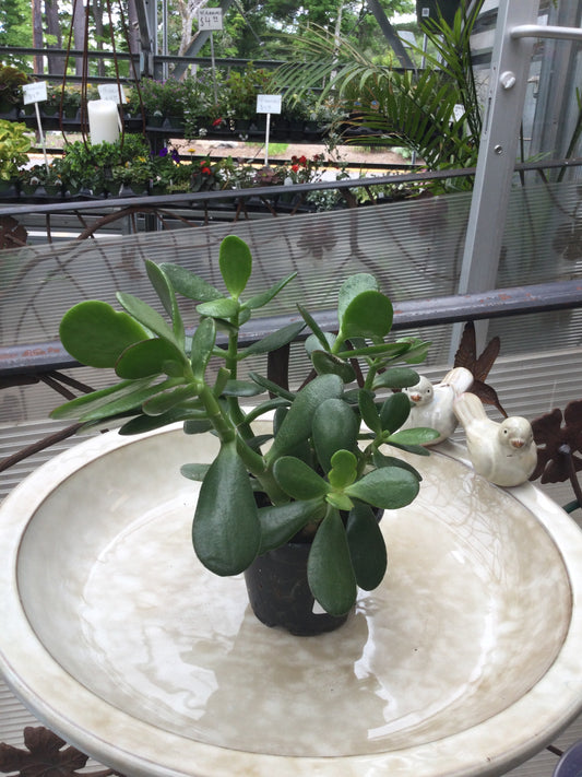 4' jade plant
