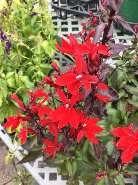 Lobelia Starship Scarlet 1g