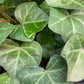 Ivy Ground Cover 1/2 flat