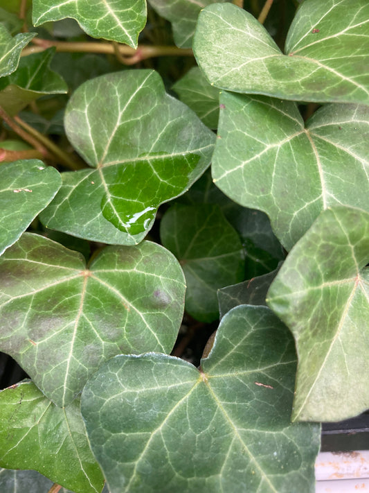 Ivy Ground Cover 1/2 flat