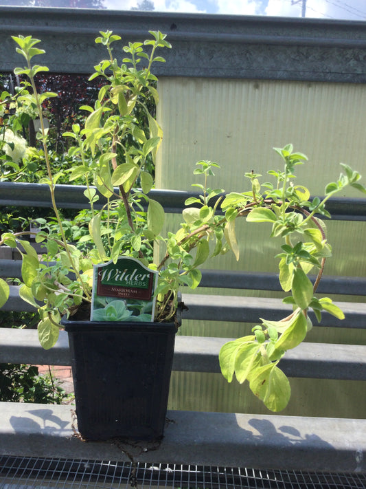 Wilders 3.5' Marjoram Sweet