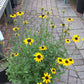 Rudbeckia fulgida 1g