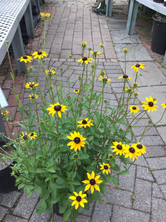 Rudbeckia fulgida 1g