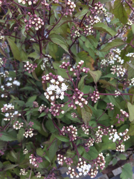 Eupatorium Chocolate 1g