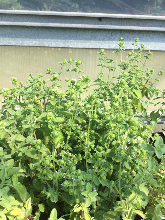 Wilders 3.5' Oregano Italian