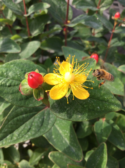 HYPERICUM INODORUM MAGICAL RED FAME 2g