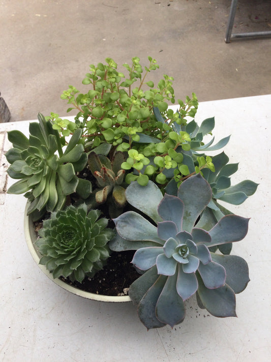 Mixed Succulent bowl 7"