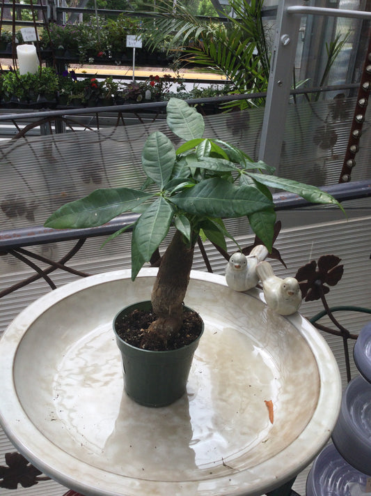 Money tree stump 4'