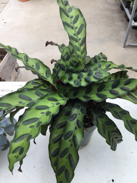 Calathea 10'