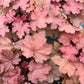 Heuchera Magma 1g