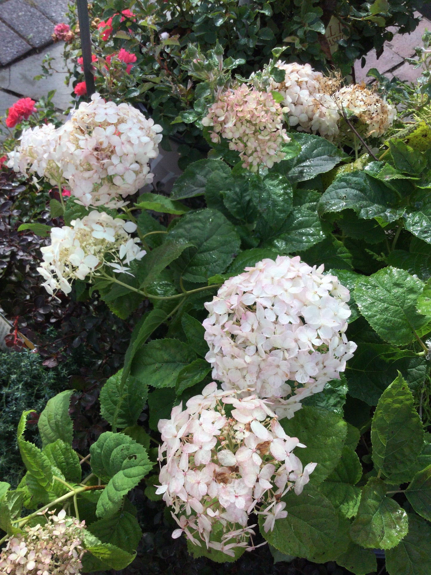 HYDRANGEA ARB. INVINCIBELLE `WEE WHITE 3