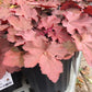 Heuchera Magma 1g
