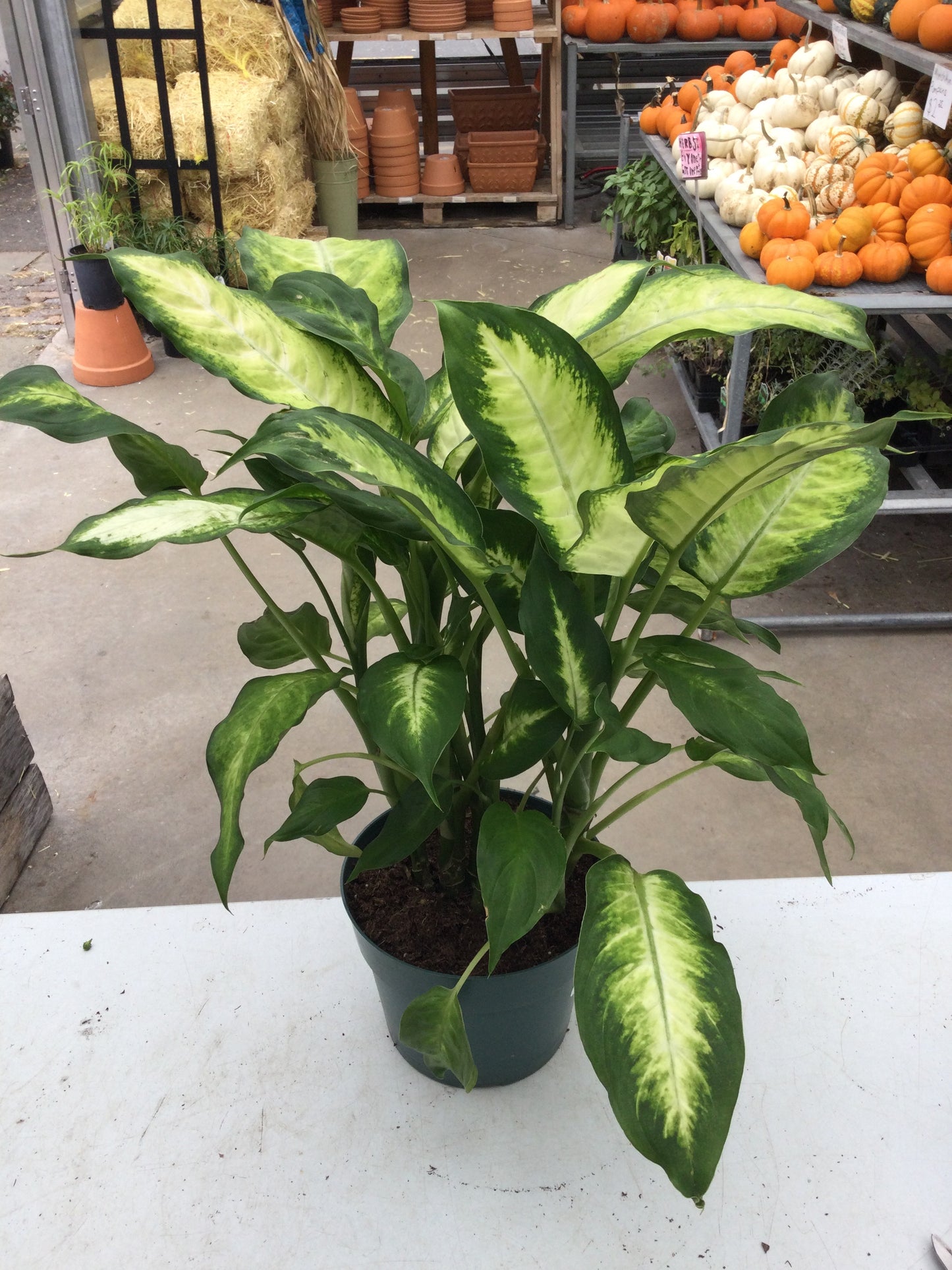 6" Dieffenbachia