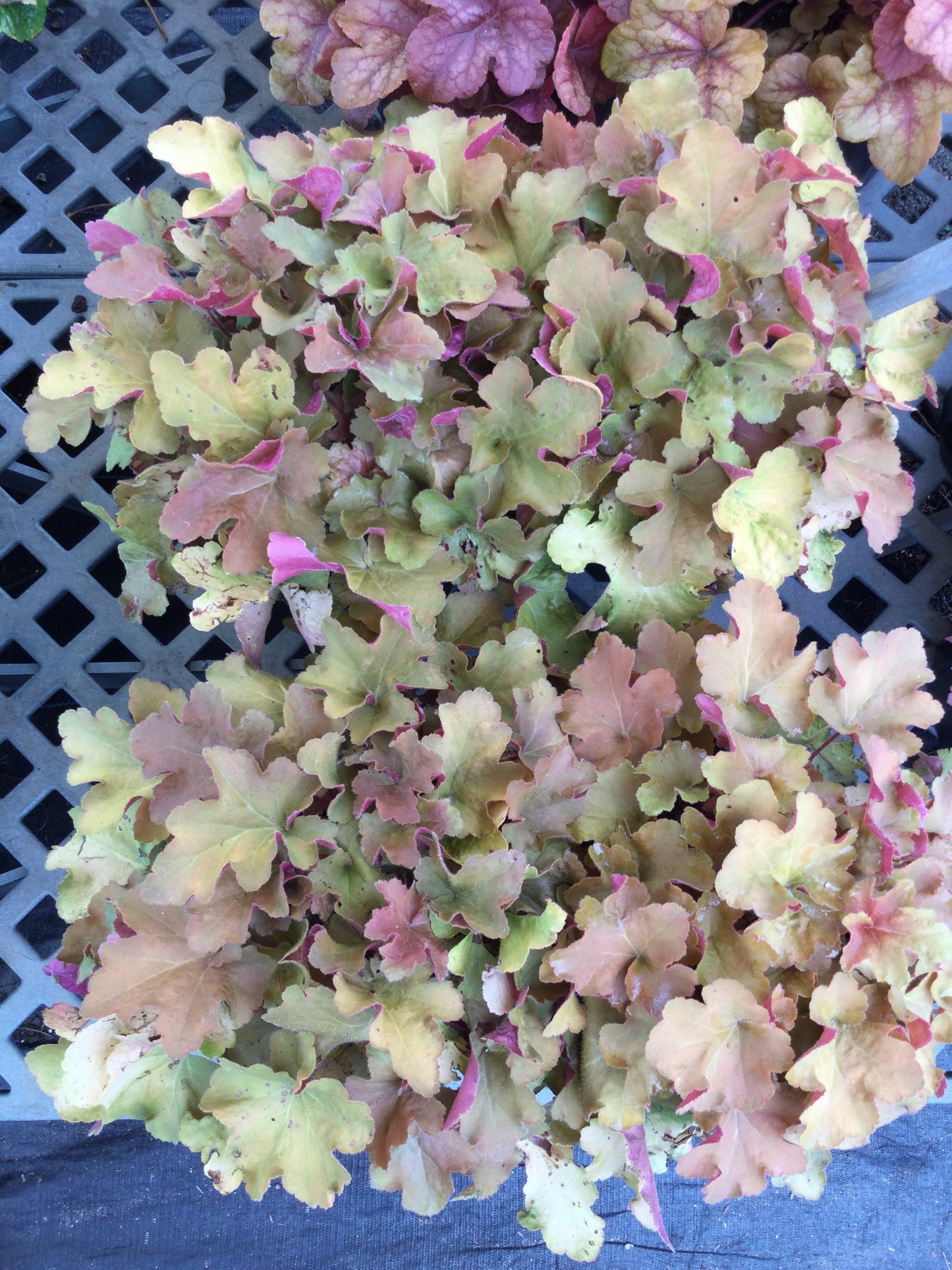 Heuchera Caramel 1g