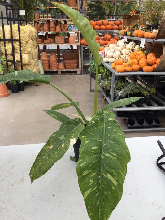 Ring of Fire philodendron 4"