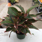 Aglaonema red 6"