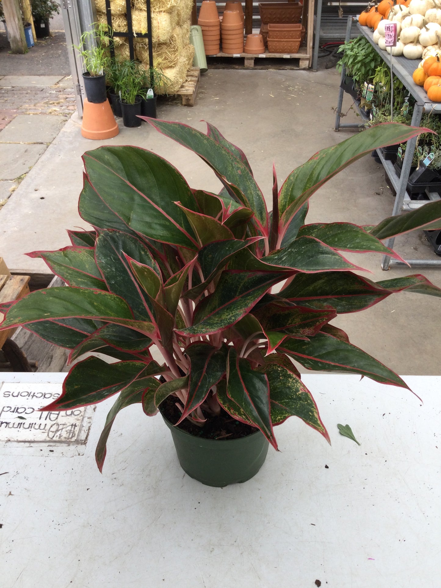 Aglaonema red 6"