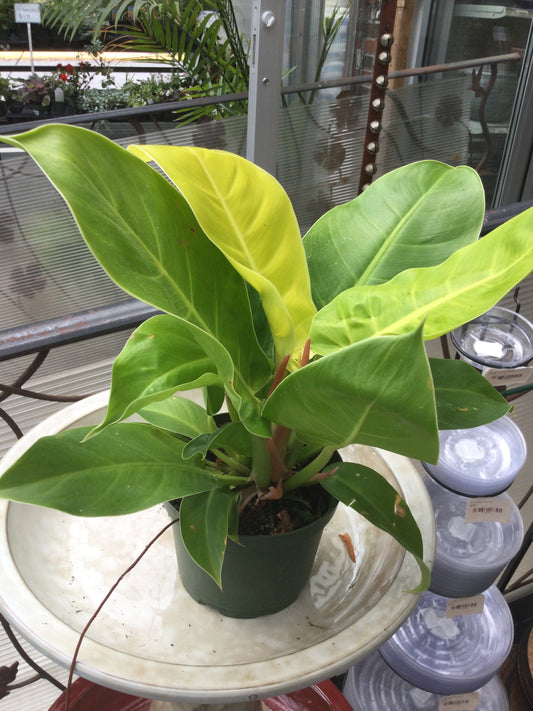 Philodendron lemon lime 6'