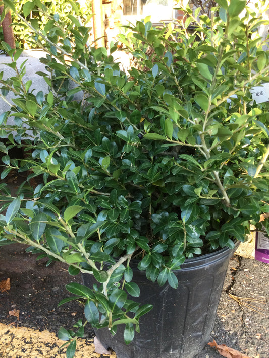 Ilex crenata Green Lustre