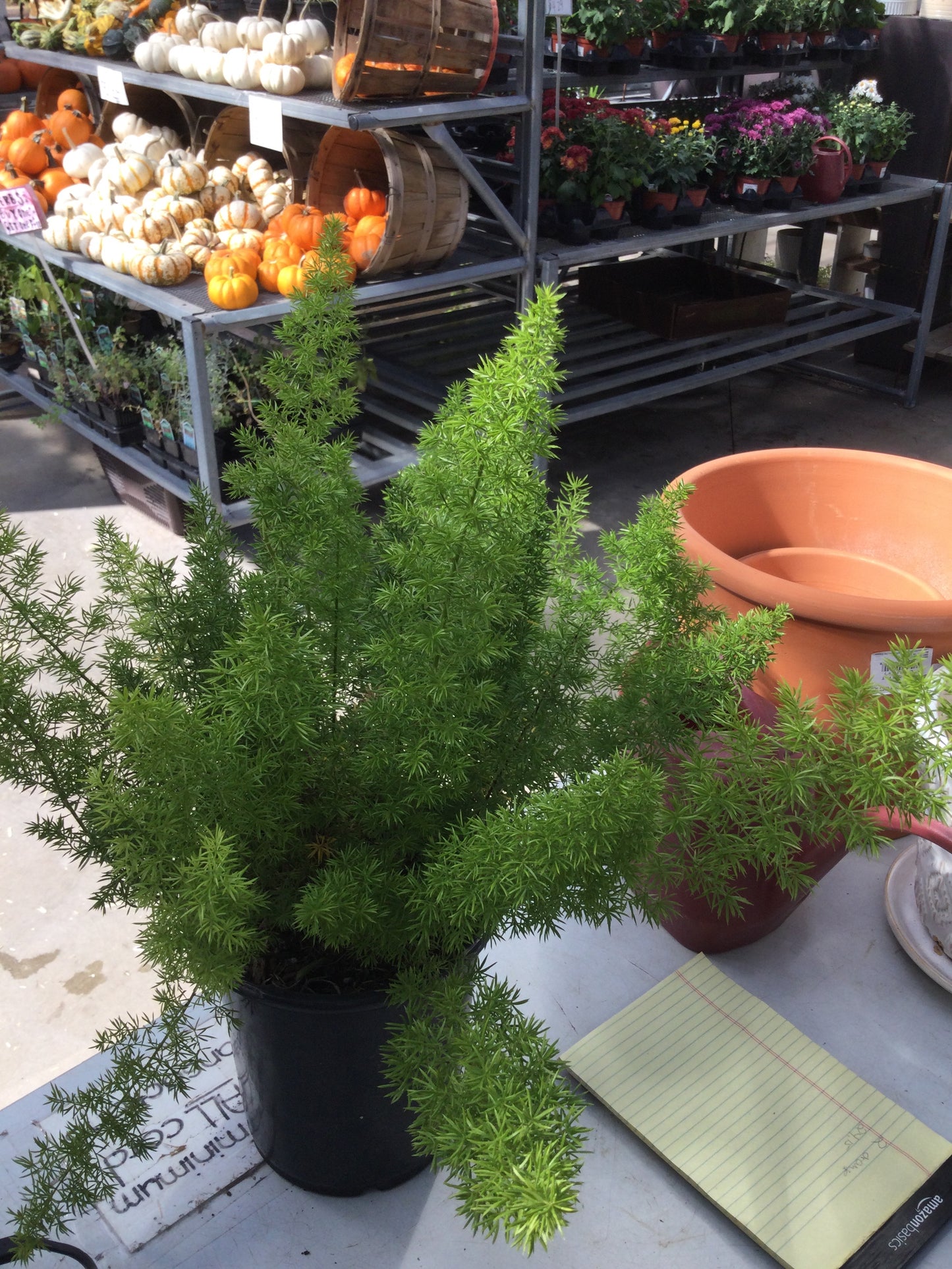 6" Asparagus fern