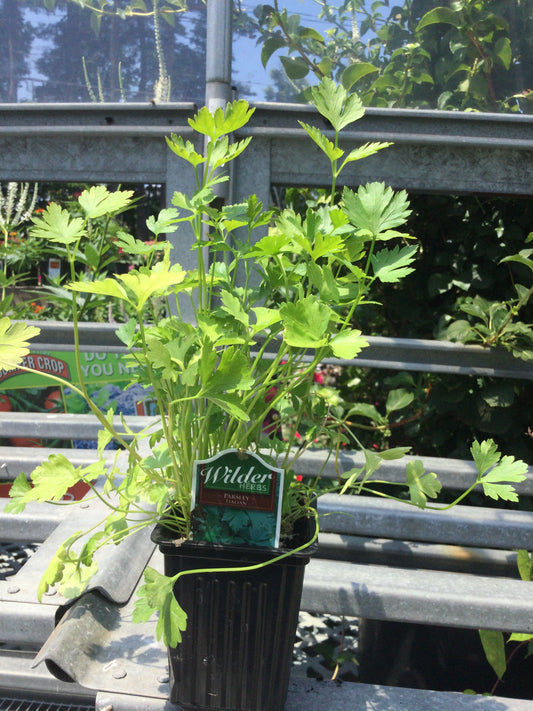 4" parsley $2.99